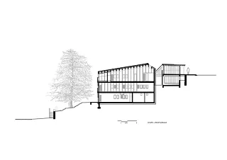 coupe longitudinale