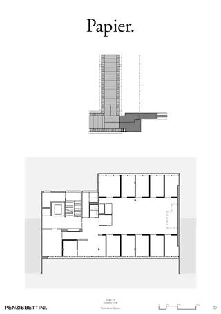 Cyprès – Détail et plan au sol