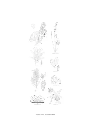 Dessin (quelques essences du jardin test)