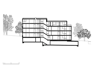 Coupe longitudinale