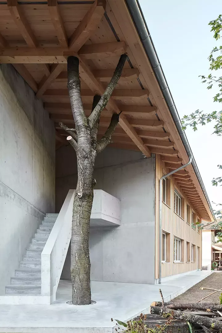 Kirschbaum
