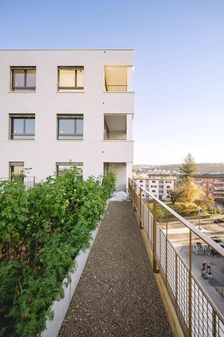 Plantages en toiture