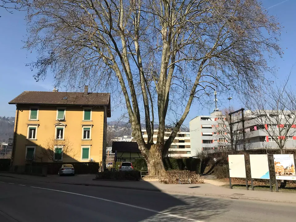 Contexte platane