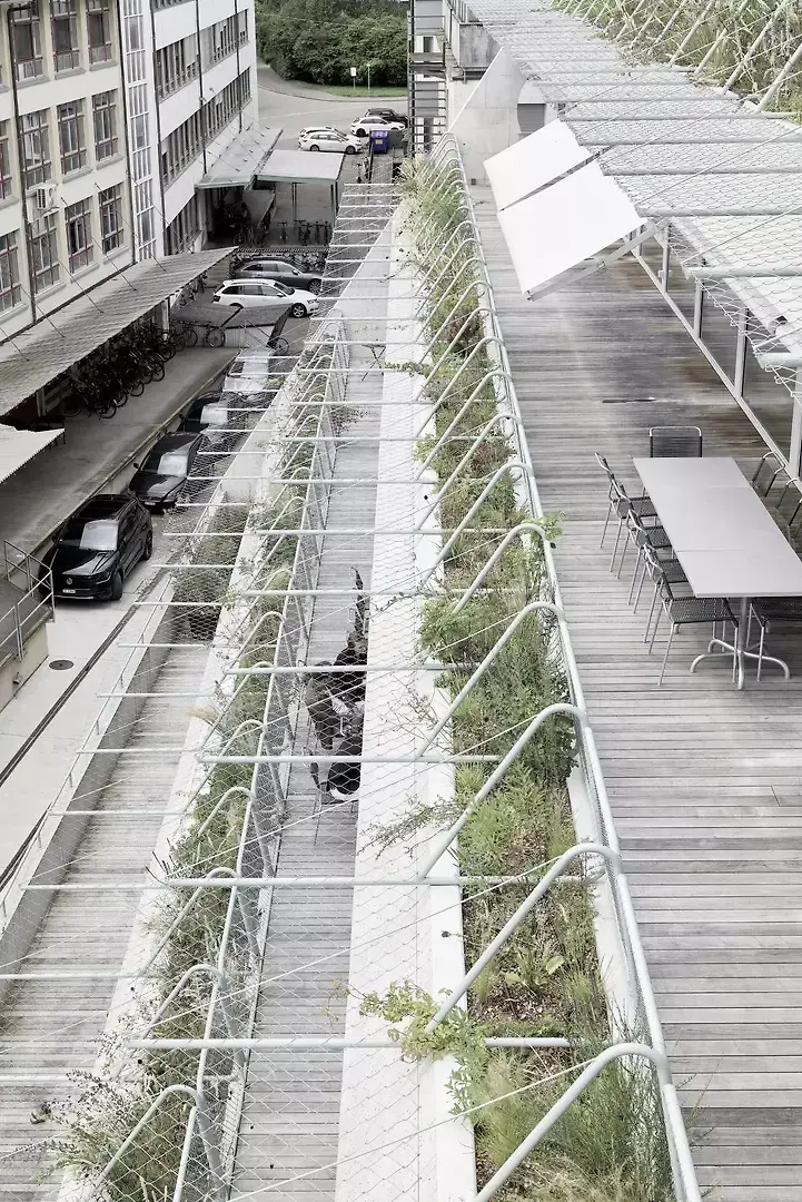 Les plantes remplissent deux fonctions: elles créent d’une part une oasis de verdure dans le quartier industriel dense et majoritairement minéral de la Binz, et influencent d’autre part positivement le microclimat des balcons et des terrasses.