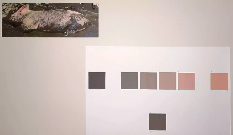 Suisag Konzept Farbe