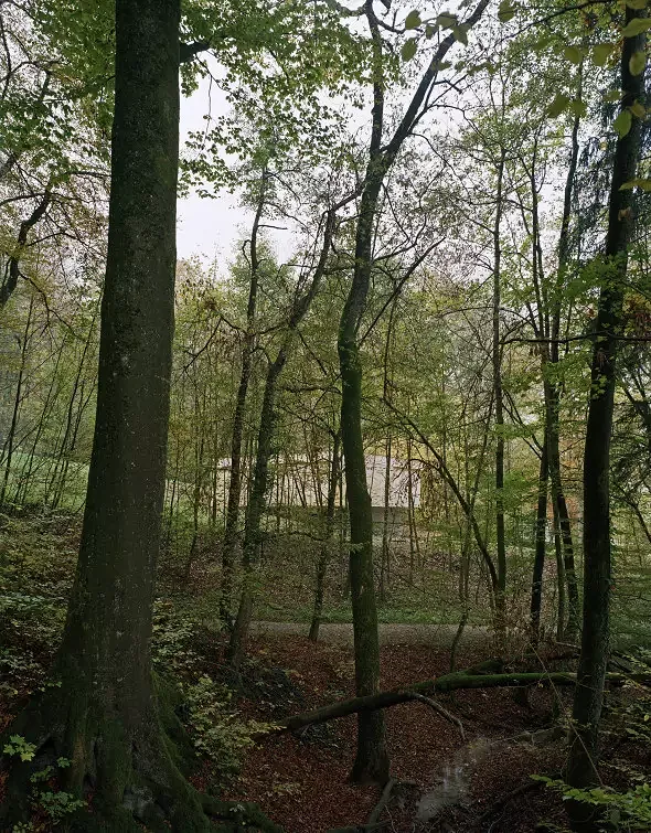 Waldhuette auf Lichtung