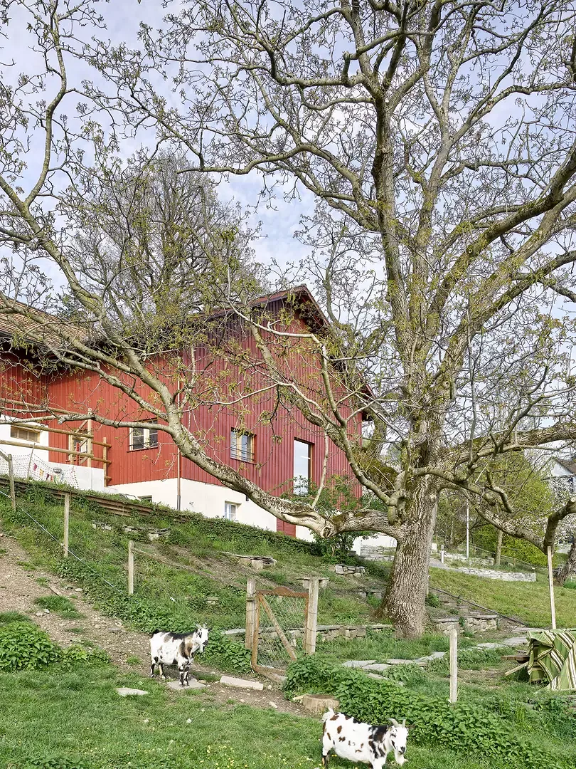 Ziegenweide und Nussbaum