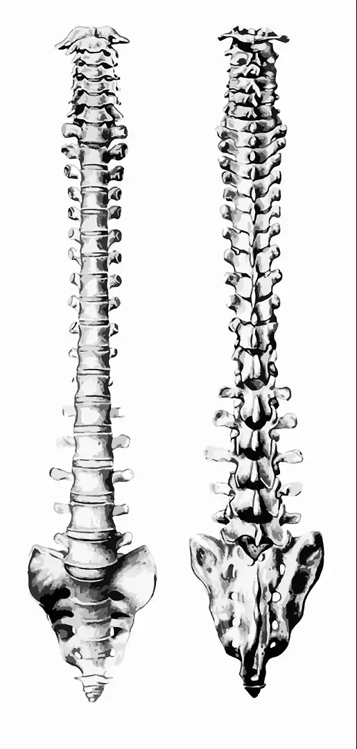 Konzept Spine (Referenz)