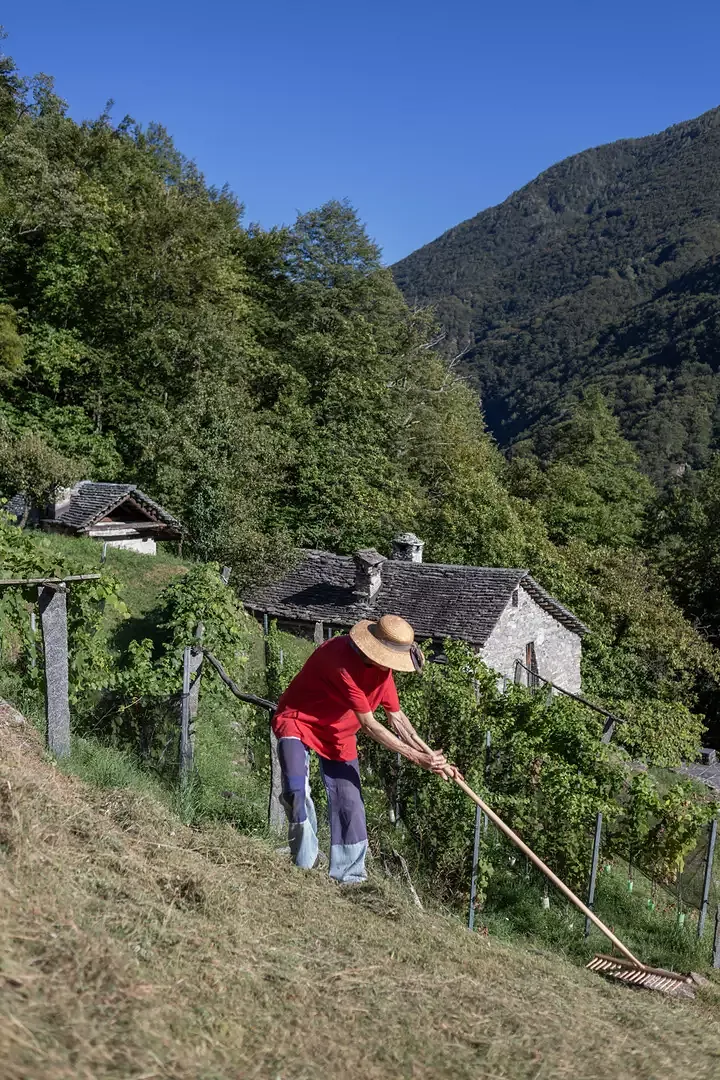 Mosogno di Sotto