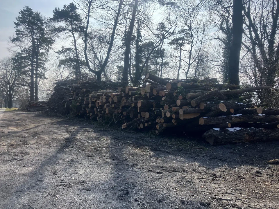 Unser Baumaterial: Klassifiziertes Energieholz aus dem lokalen Vaduzer Wald in Liechtenstein