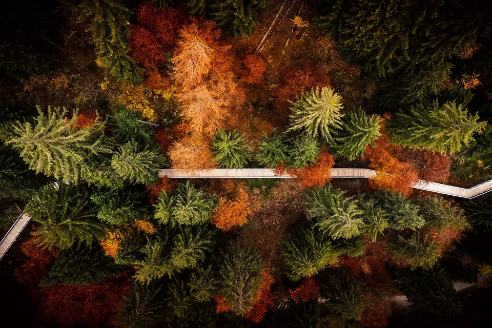 Steg Luftbild Herbst