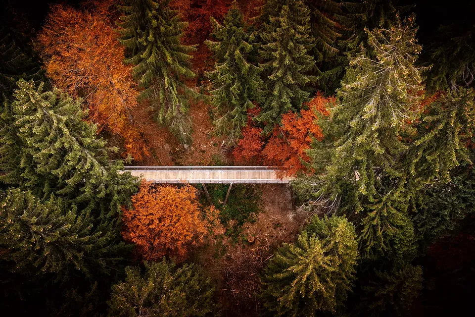 Steg Luftbild Herbst