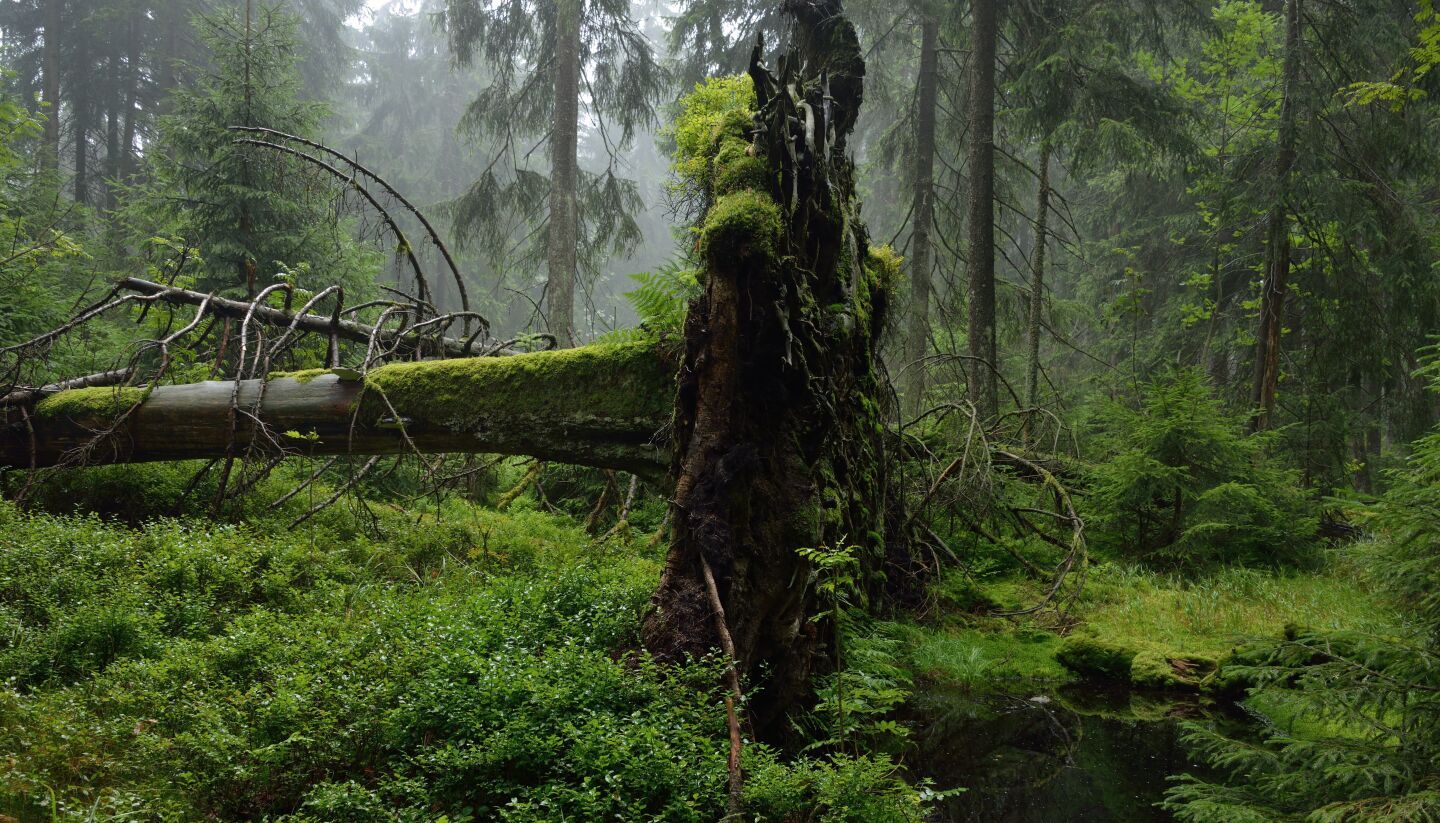 Bauen mit Holz schont das Klima? Der WWF warnt, dass mehr Holz gefällt wird, als nachwächst.