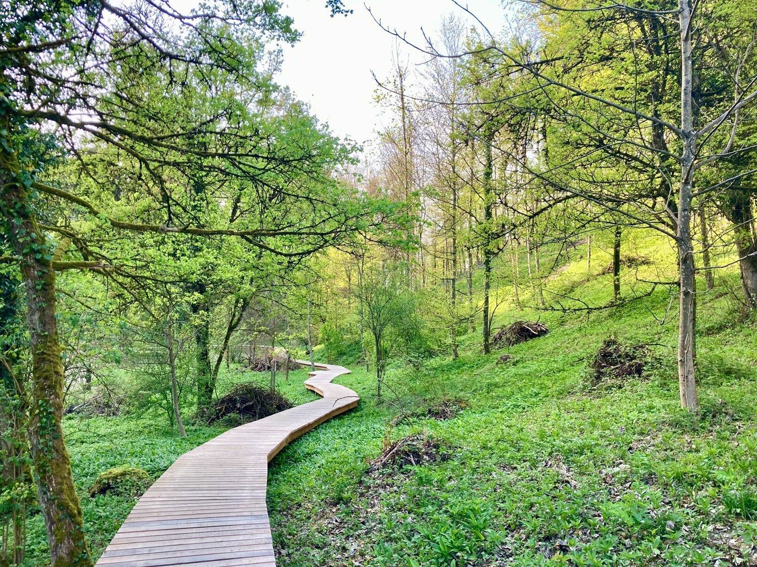 Die Waldstrasse, die bislang durchs Totentäli führte, wurde zugunsten eines aus lokalem Lärchenholz angefertigten, 340 Meter langen Holzsteges aufgehoben und der Renaturierung überlassen. | Foto: zvg, Stadt Winterthur Die Waldstrasse, die bislang durchs Totentäli führte, wurde zugunsten eines aus lokalem Lärchenholz angefertigten, 340 Meter langen Holzsteges aufgehoben und der Renaturierung überlassen. | Foto: zvg, Stadt Winterthur