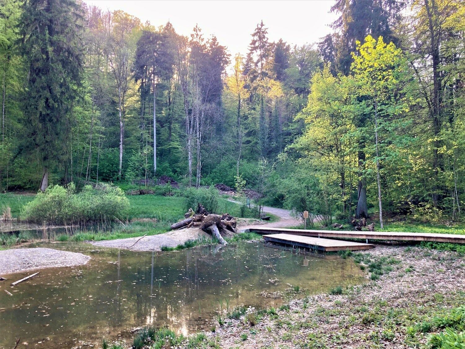 Dank einer hier lebenden Kolonie der stark gefährdeten Geburtshelferkröte – im Volksmund auch «Glögglifrosch» genannt – befindet sich das Totentäli heute im Bundesinventar der Amphibienleichengebiete von nationaler Bedeutung. | Foto: zvg, Stadt Winterthur Dank einer hier lebenden Kolonie der stark gefährdeten Geburtshelferkröte – im Volksmund auch «Glögglifrosch» genannt – befindet sich das Totentäli heute im Bundesinventar der Amphibienleichengebiete von nationaler Bedeutung. | Foto: zvg, Stadt Winterthur