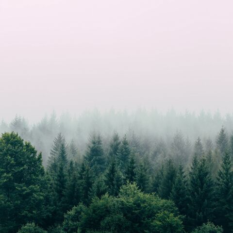 Le bois face au changement climatique