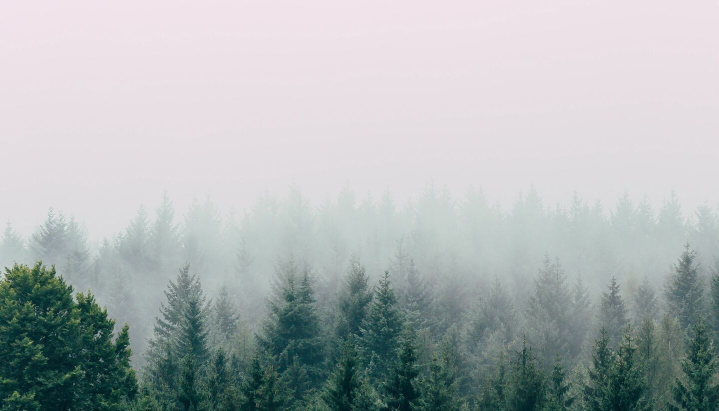 Klimawandel in der Holz- und Forstwirtschaft