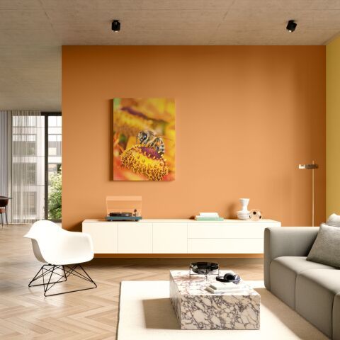 Farben und Lacke | Caparol