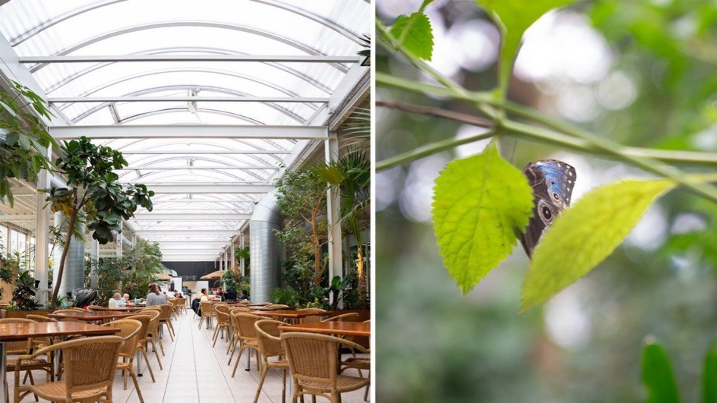 Grossflächige Lichtlösung im Schmetterlingzoo | Foto © Velux Commercial Grossflächige Lichtlösung im Schmetterlingzoo | Foto © Velux Commercial