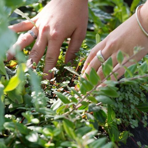 Entretien des plantes sur mesure