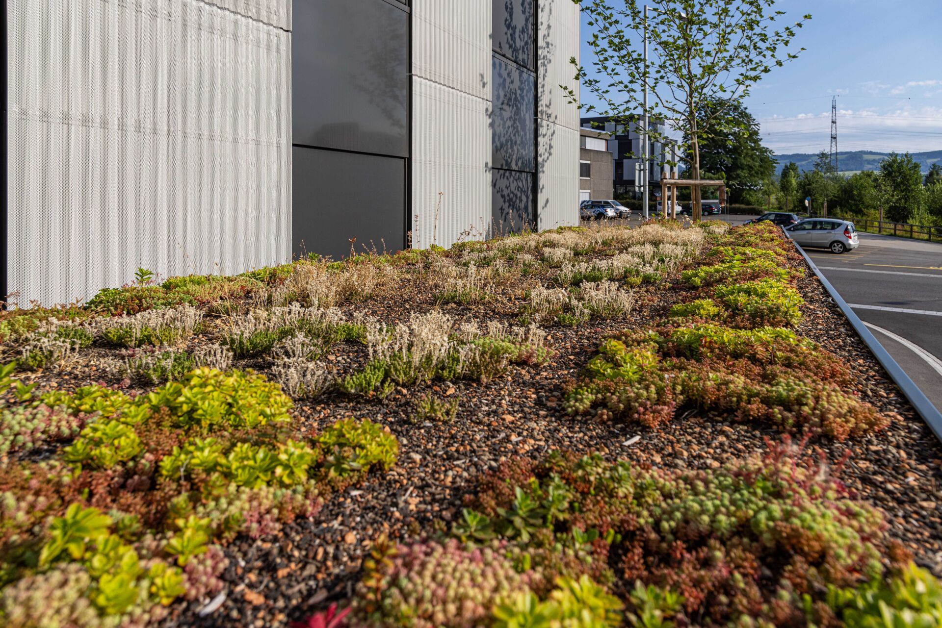 Mit der richtigen Pflanzenmischung können Gründächer zu wertvollen Lebensräumen werden. | Foto © Velopa AG Mit der richtigen Pflanzenmischung können Gründächer zu wertvollen Lebensräumen werden. | Foto © Velopa AG